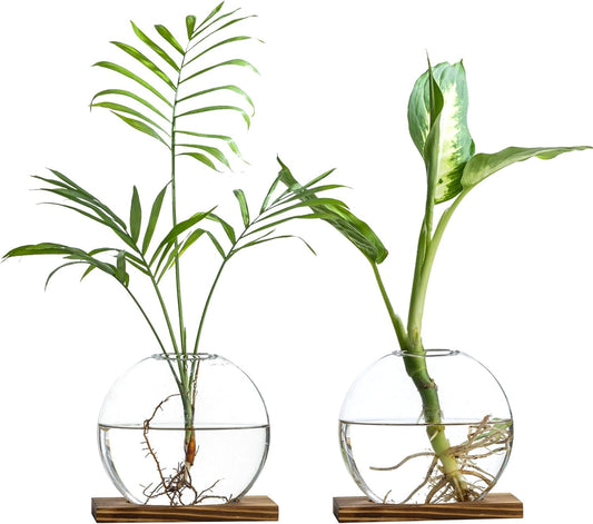 Glass Planter Propagation Station with Wooden Base - Clear Oblate Hydroponic Vase, Decorative Desktop Flower Vase for Home, Office, Windowsill - Gift for Plant Lovers (2)