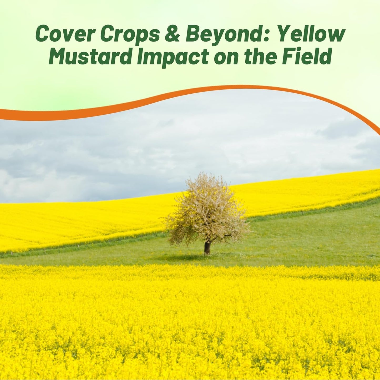 Outsidepride Yellow Mustard Seeds - 10000 Pcs Nutrient-Rich, Flavorful Annual Microgreen Seeds for Planting, Easy-to-Grow, Ideal for Indoor & Outdoor Cultivation, Soil & Hydroponic Systems